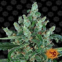 Laughing Buddha Feminised (Barneys Farm Seeds) Cannabis Seeds