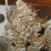 Afro Jam Haze Regular (Ultra Genetics) Cannabis Seeds