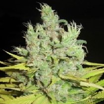 Super Silver Grapefruit Female (Ultra Genetics Seeds) Cannabis Seeds