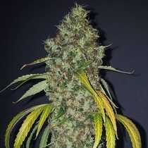True Love Regular (True Canna Genetics Seeds) Cannabis Seeds