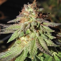 Rainbow Valley Regular  (True Canna Genetics Seeds) Cannabis Seeds