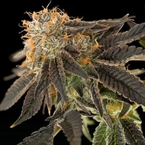 Pink Cookie Bliss Regula (True Canna Genetics Seeds) Cannabis Seeds
