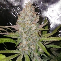 Exodus Valley Regular (True Canna Genetics Seeds) Cannabis Seeds