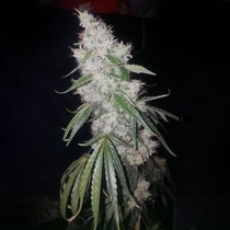 Britney Regular (True Canna Genetics Seeds) Cannabis Seeds