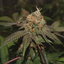 Purple Valley Cooks Regular (True Canna Genetics Seeds) Cannabis Seeds