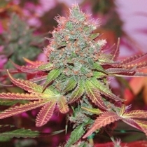 Cheddar Valley Regular (True Canna Genetics Seeds) Cannabis Seeds