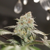 Chemonade Regular (True Canna Genetics Seeds) Cannabis Seeds