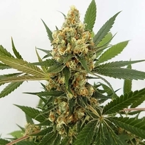 Big Domina (Freedom Of Seeds) Cannabis Seeds