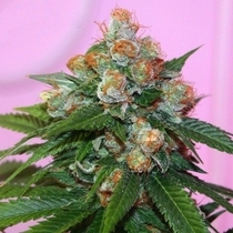 Truzilla Female (True Canna Genetics Seeds) Cannabis Seeds