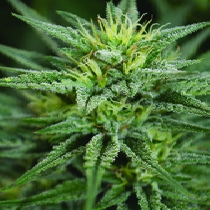 Trainwreck CBD Feminised (Medicann Seeds) Cannabis Seeds