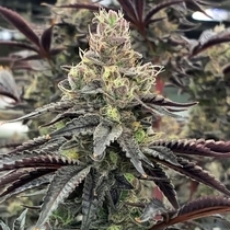 Luv Muffin Female (Rare Dankness Seeds) Cannabis Seeds