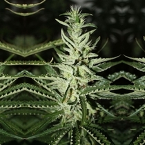Somali Taxi Ride (Rare Dankness Seeds) Cannabis Seeds
