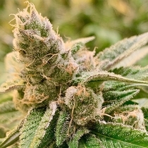 Tangerine Somali Regular (Rare Dankness Seeds) Cannabis Seeds