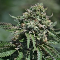 Berry Melon-O (TerpHogZ GeneticZ) Cannabis Seeds