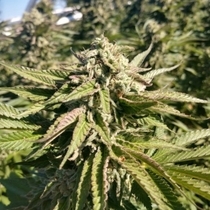 The Azucar Regular (TerpHogZ GeneticZ) Cannabis Seeds