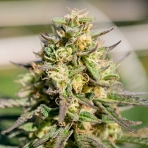 Pellezino Regular (TerpHogZ GeneticZ) Cannabis Seeds