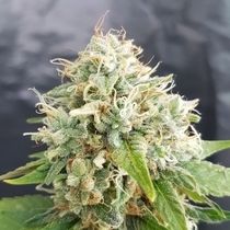 Grapefruitz Regular (TerpHogZ GeneticZ) Cannabis Seeds