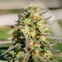Caramel Pinaz Regular (TerpHogZ GeneticZ) Cannabis Seeds