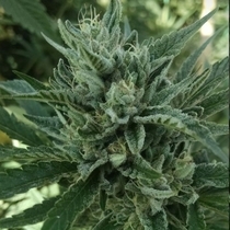 Black Hog Regular (TerpHogZ GeneticZ) Cannabis Seeds