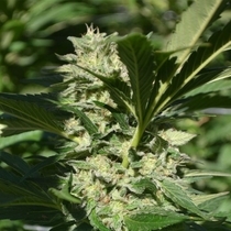 Pineapple Passion Zmoothie (TerpHogZ GeneticZ) Cannabis Seeds