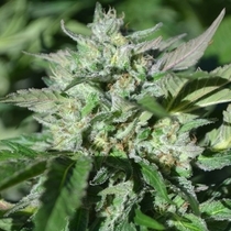 Pineapple Pellazino (TerpHogZ GeneticZ) Cannabis Seeds