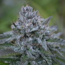 Banana Zkittlez (TerpHogZ GeneticZ) Cannabis Seeds