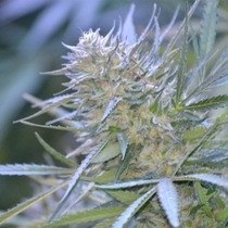 Clemonadez (TerpHogZ GeneticZ) Cannabis Seeds