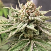 Meow Regular (Prolific Coast Seeds) Cannabis Seeds