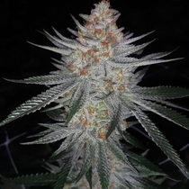 Ksmorz Regular (Prolific Coast Seeds) Cannabis Seeds
