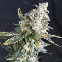 Blue Angel (Freedom Of Seeds) Cannabis Seeds