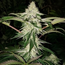 Honey Trees Regular (Prolific Coast Seeds) Cannabis Seeds