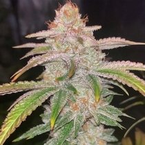 Cake Bomb Regular (Prolific Coast Seeds) Cannabis Seeds