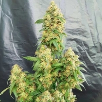 Chunky Skunk (Freedom Of Seeds) Cannabis Seeds