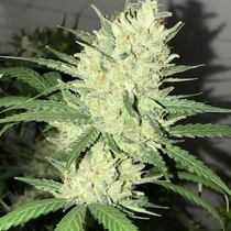 Orange Snap Regular (Pot Valley Seeds) Cannabis Seeds