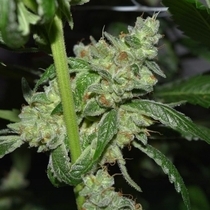 Grand Exodus Regular (Pot Valley Seeds) Cannabis Seeds