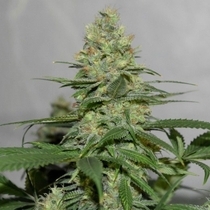 Masters 'N Crime Regular (Pot Valley Seeds) Cannabis Seeds