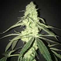 Her Majesty's Kush Female (Pot Valley Seeds) Cannabis Seeds