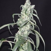 Crystal Sherbet Female (Pot Valley Seeds) Cannabis Seeds