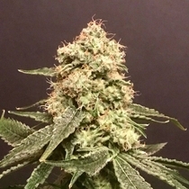Frosty Purps Female (Pot Valley Seeds) Cannabis Seeds