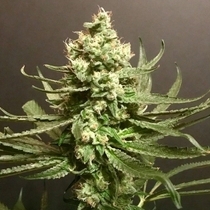 Grand Exodus Female (Pot Valley Seeds) Cannabis Seeds