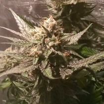 Sour Moonfire Female (Pot Valley Seeds) Cannabis Seeds