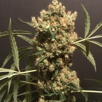 Strawberry Marshmallow Female (Pot Valley Seeds) Cannabis Seeds