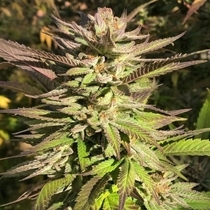 Haole Brownie (Pakalolo Seeds) Cannabis Seeds