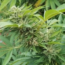 Royale Creeme Cracker (Pakalolo Seeds) Cannabis Seeds