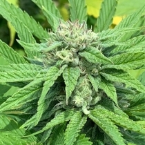 Green River (Pakalolo Seeds) Cannabis Seeds