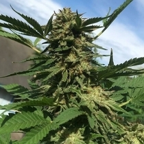 Auntie's Pie (Pakalolo Seeds) Cannabis Seeds