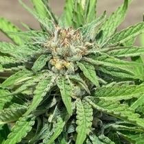 Punani (Pakalolo Seeds) Cannabis Seeds