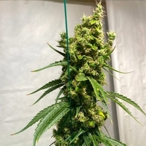 Isaac Haze (Original Dampkring Genetics) Cannabis Seeds