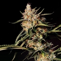New Jack City (Original Dampkring Genetics) Cannabis Seeds