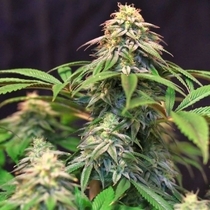 Lemon Suit Larry (Original Dampkring Genetics) Cannabis Seeds